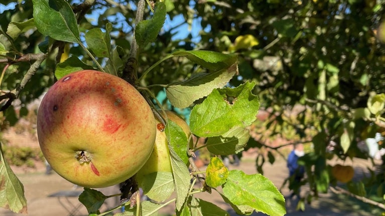 Ladybird crawls beside a burnished apple in an orchard